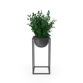 House Showpiece Plant