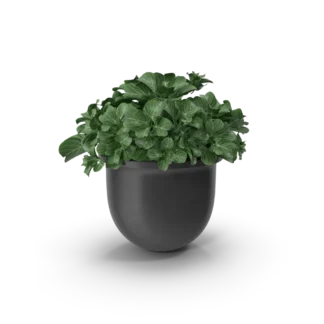 Plant Pot